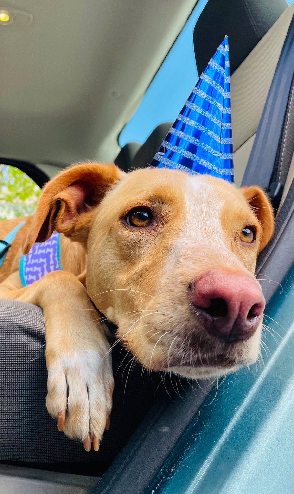 Everest joined the competition — help win amazing prizes! blue, canidae, cap, carnivore, companion_dog, cone, dog, dog_breed, electric_blue, fashion_accessory, fawn, fur, mammal, party_hat, party_supply, selfie, snout, sporting_group, whiskers, working_animal