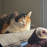 Alice is registered to the contest to win money with this photo: cat, calico_cat, sleeping, couch, blanket, indoor, window, natural_light, cozy, furniture, pet, fur, resting, domestic_animal, home, soft_texture, relaxation, whiskers, curtains, quiet