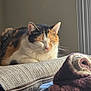 cat, calico_cat, sleeping, couch, blanket, indoor, window, natural_light, cozy, furniture, pet, fur, resting, domestic_animal, home, soft_texture, relaxation, whiskers, curtains, quiet