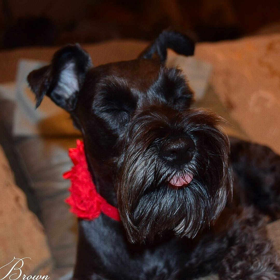 Sadie