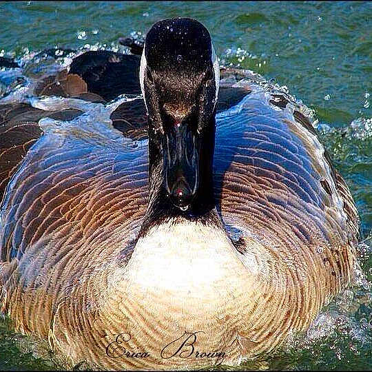 Donald is registered to the contest to win money with this photo: