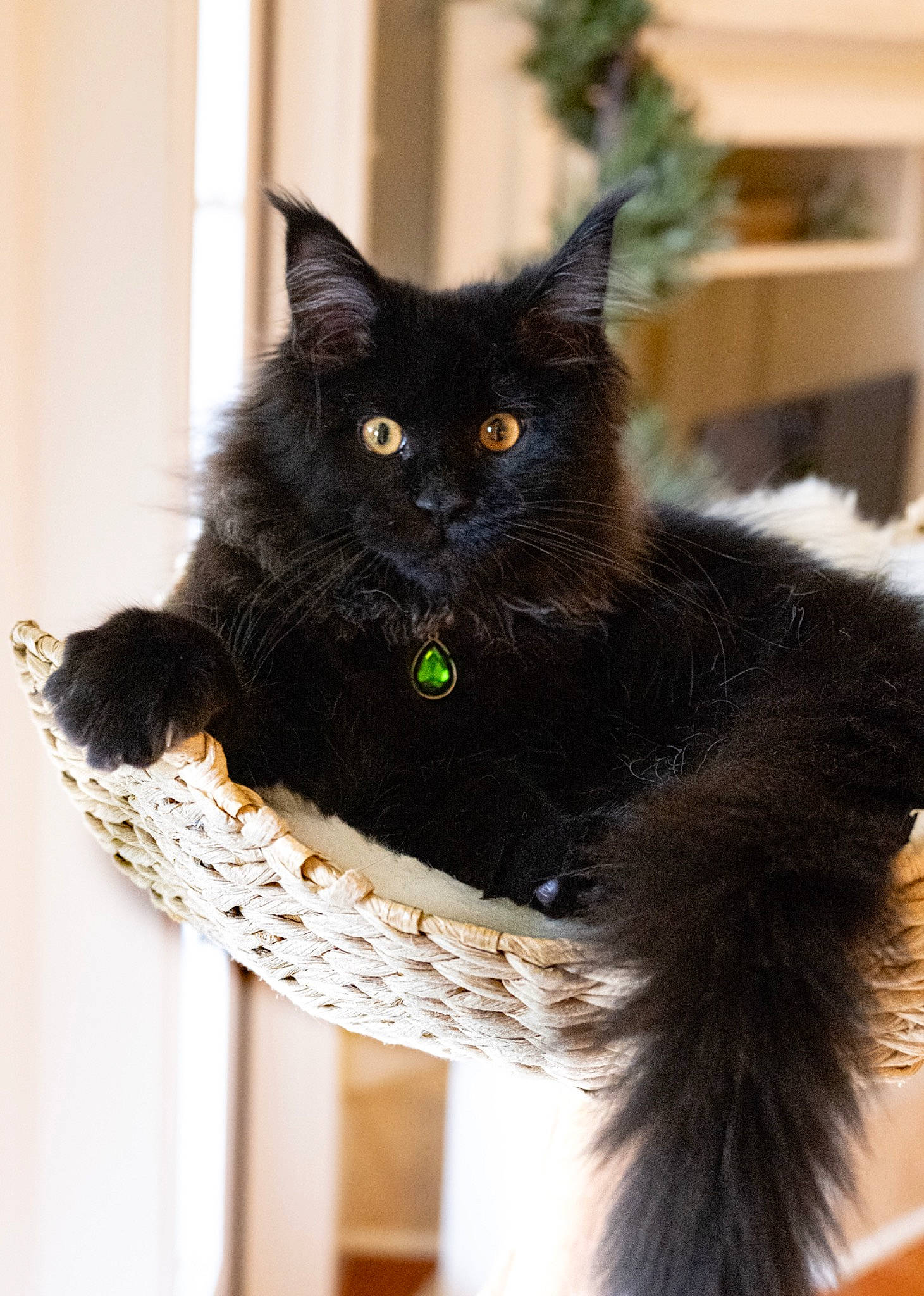 Babbitt is registered to the contest to win money with this photo: black_cat, bombay, carnivore, cat, cat_furniture, cat_supply, claw, domestic_short_haired_cat, felidae, flowerpot, fur, grey, paw, pet_supply, plant, small_to_medium_sized_cats, snout, tail, whiskers, window