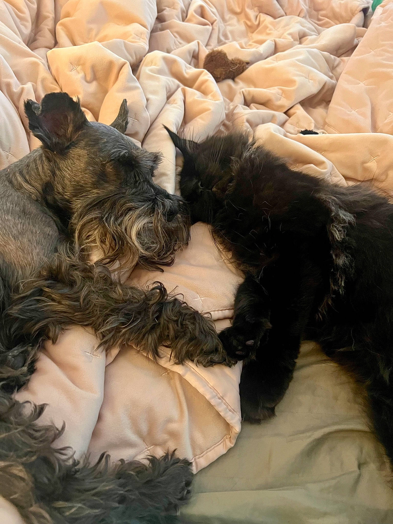 Babbitt is registered to the contest to win money with this photo: canidae, carnivore, comfort, companion_dog, dog_breed, fawn, felidae, foot, fur, human_leg, linens, nap, paw, schnauzer, scottish_terrier, small_to_medium_sized_cats, sporting_group, tail, terrier, toy