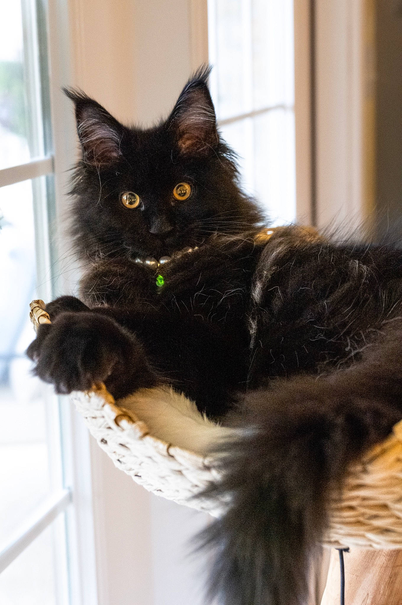 Babbitt is registered to the contest to win money with this photo: black_cat, bombay, carnivore, cat, claw, domestic_short_haired_cat, felidae, fur, hair, mammal, paw, small_to_medium_sized_cats, snout, tail, terrestrial_animal, whiskers, window
