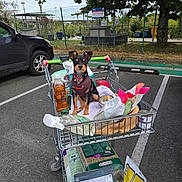 Aya participe au concours pour gagner de l'argent avec cette photo : dog, shopping_cart, pet_supplies, parking_lot, car, outdoor, tree, grass, bag, bottle, can, fence, leash, towel, pavement, sky, small_dog, harness, pet_food, container