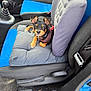 Aya a rejoint le concours — aidez-le/la à gagner de superbes lots ! dog, puppy, car_interior, car_seat, cushion, blue_seat, gray_seat, manual_gear, pet, small_dog, collar, harness, animal, cute, looking_up, indoor, seatbelt, car_door, floor, black_tan_fur