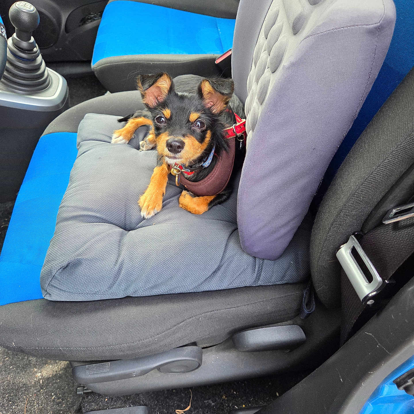 Aya a rejoint le concours — aidez-le/la à gagner de superbes lots ! animal, black_tan_fur, blue_seat, car_door, car_interior, car_seat, collar, cushion, cute, dog, floor, gray_seat, harness, indoor, looking_up, manual_gear, pet, puppy, seatbelt, small_dog