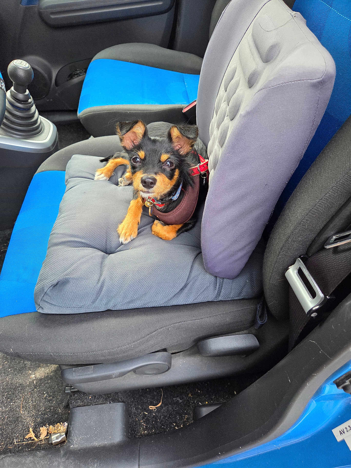 Aya a rejoint le concours — aidez-le/la à gagner de superbes lots ! dog, puppy, car_interior, car_seat, cushion, blue_seat, gray_seat, manual_gear, pet, small_dog, collar, harness, animal, cute, looking_up, indoor, seatbelt, car_door, floor, black_tan_fur