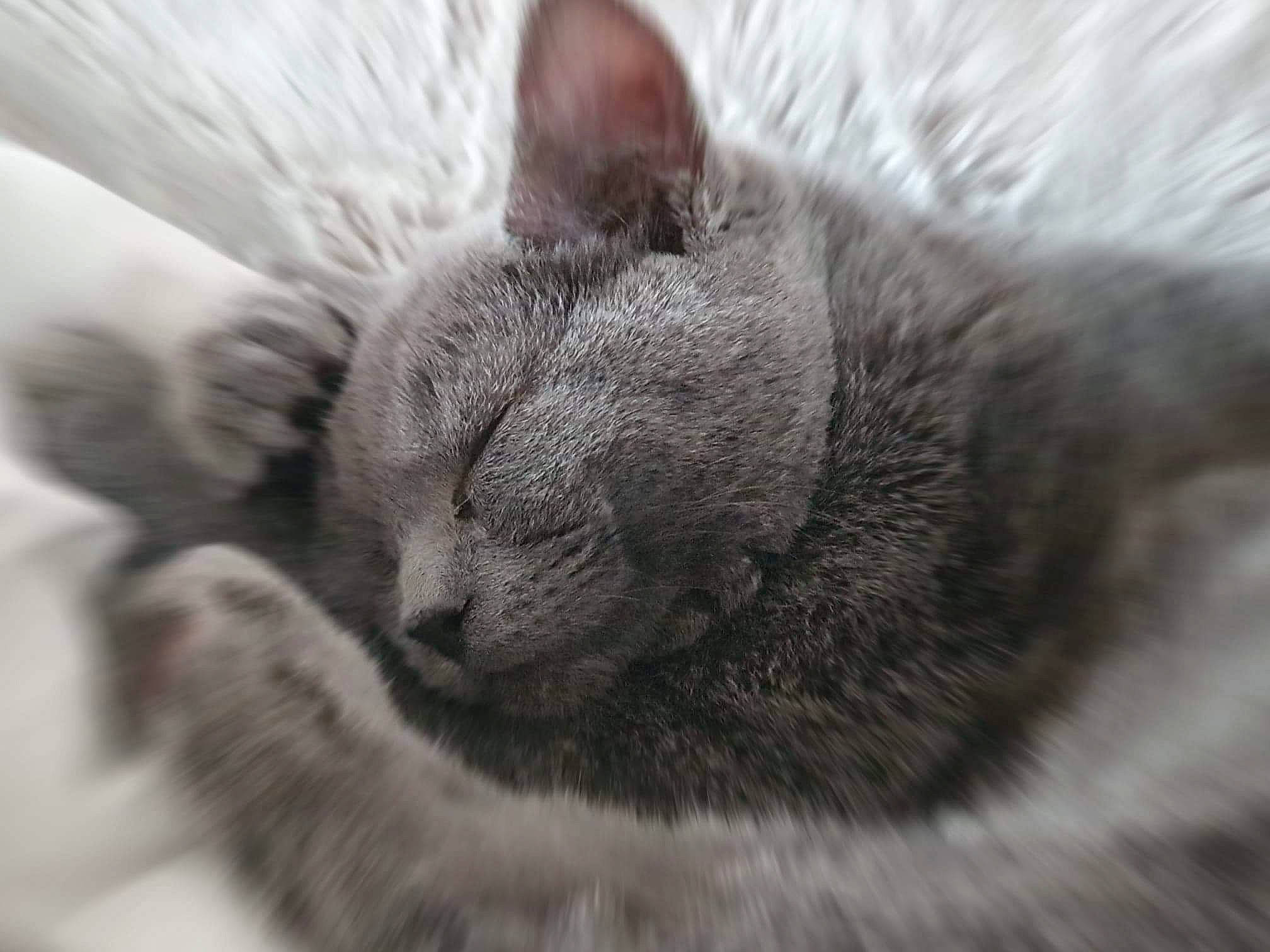 Patoche participe au concours pour gagner de l'argent avec cette photo : british_semi_longhair, british_shorthair, carnivore, cat, chartreux, close_up, domestic_short_haired_cat, felidae, fur, kitten, korat, mammal, nap, nebelung, nose, russian_blue, sleep, small_to_medium_sized_cats, snout, whiskers