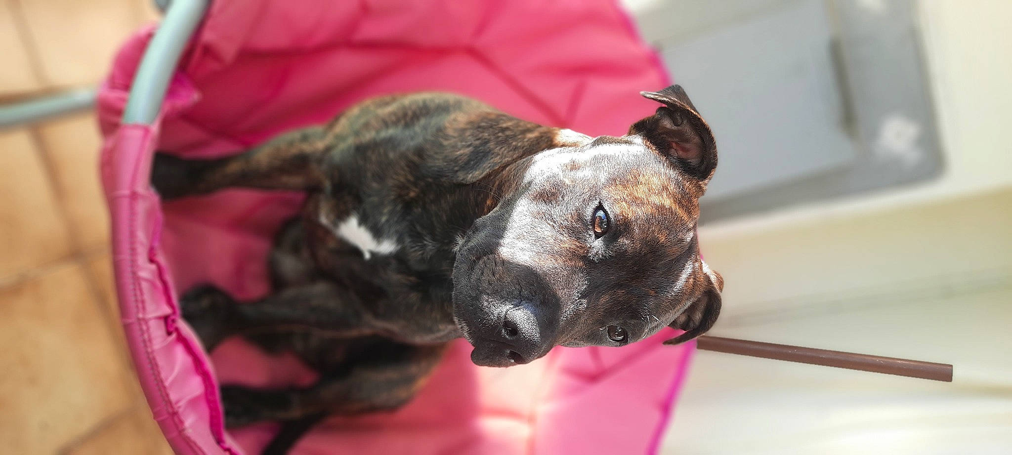 River a rejoint le concours — aidez-le/la à gagner de superbes lots ! carnivore, collar, companion_dog, dog, dog_breed, dog_collar, ear, fawn, fur, great_dane, guard_dog, pet_supply, snout, soft_drink, sporting_group, terrestrial_animal, terrier, treeing_tennessee_brindle, whiskers, working_animal