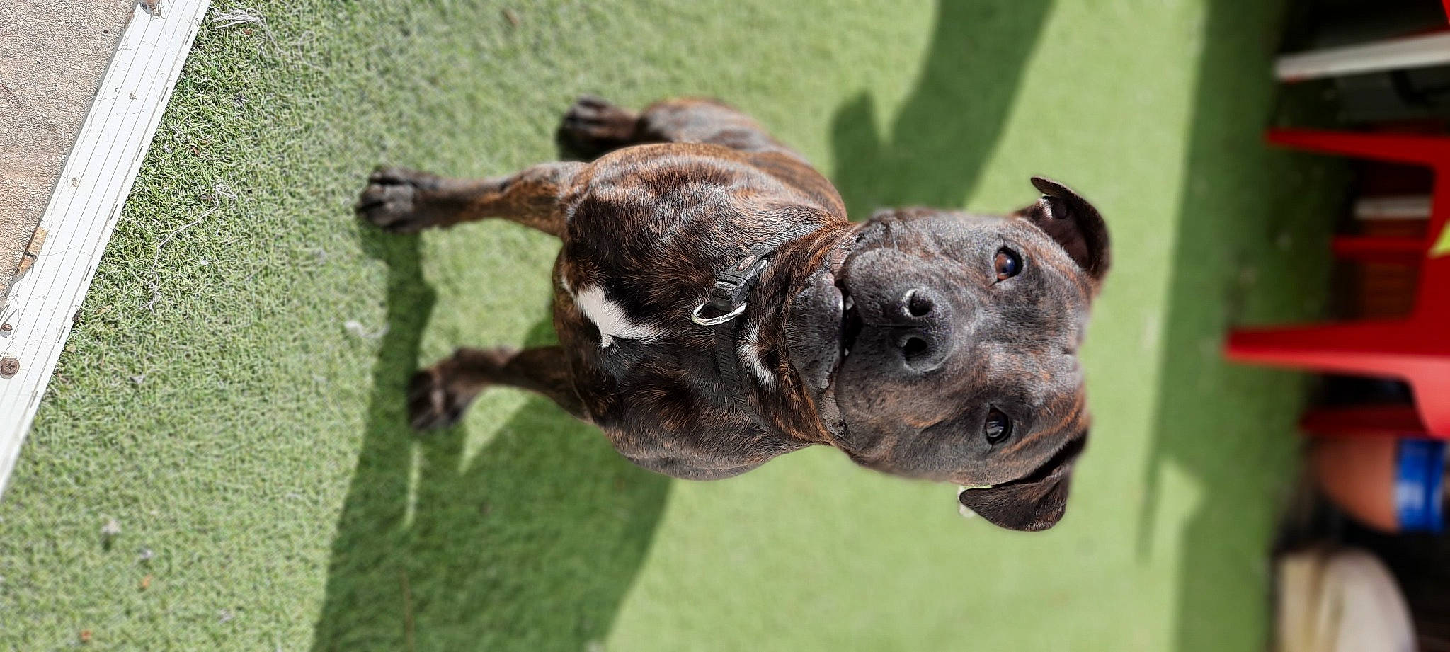 River a rejoint le concours — aidez-le/la à gagner de superbes lots ! canidae, carnivore, collar, companion_dog, dog, dog_breed, dog_collar, fawn, grass, guard_dog, liver, puppy, snout, sporting_group, tail, terrestrial_animal, treeing_tennessee_brindle, whiskers, working_animal, working_dog