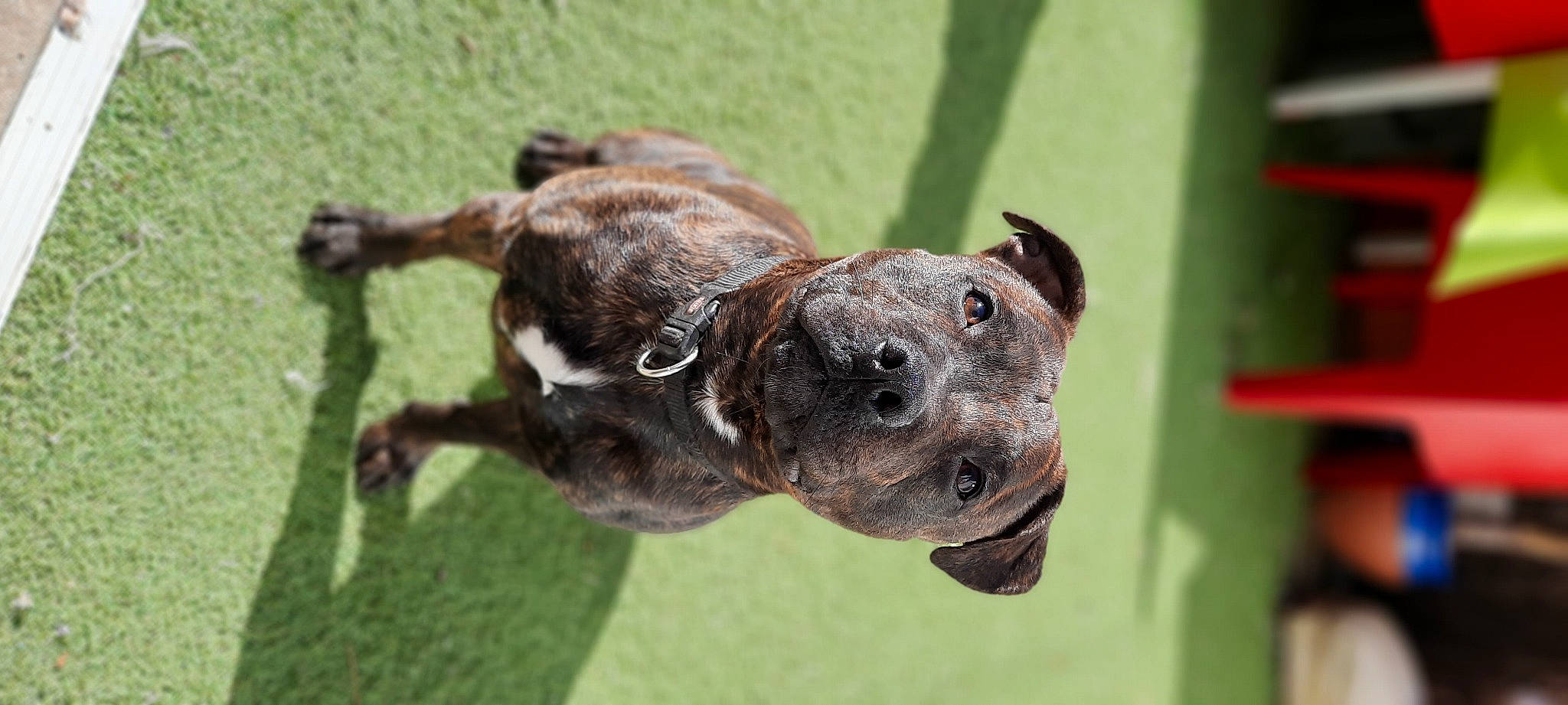 River participe au concours pour gagner de l'argent avec cette photo : ancient_dog_breeds, canidae, carnivore, collar, companion_dog, dog, dog_breed, dog_collar, fawn, grass, guard_dog, liver, non_sporting_group, sporting_group, tail, terrestrial_animal, treeing_tennessee_brindle, whiskers, working_animal, working_dog