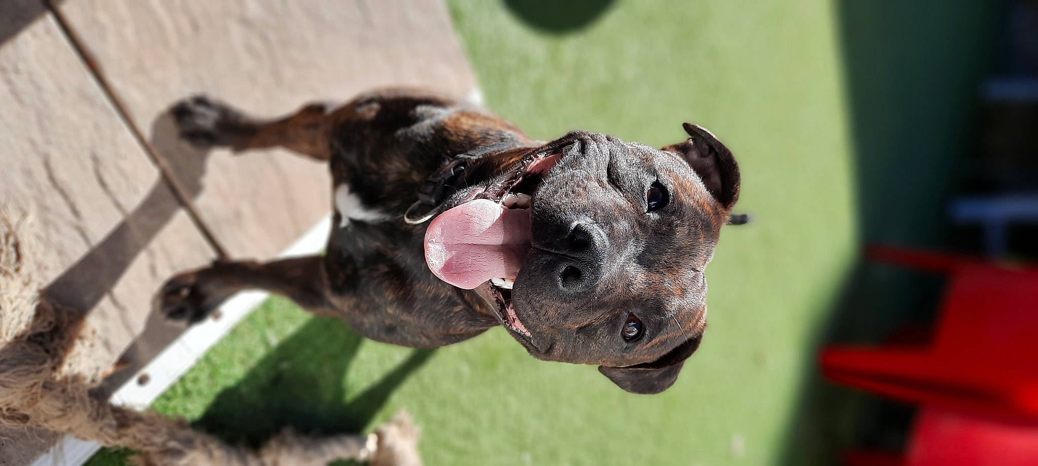 River a rejoint le concours — aidez-le/la à gagner de superbes lots ! canidae, carnivore, collar, companion_dog, dog, dog_breed, dog_collar, ear, fawn, grass, guard_dog, hunting_dog, leash, non_sporting_group, plant, sporting_group, terrestrial_animal, whiskers, working_animal, working_dog