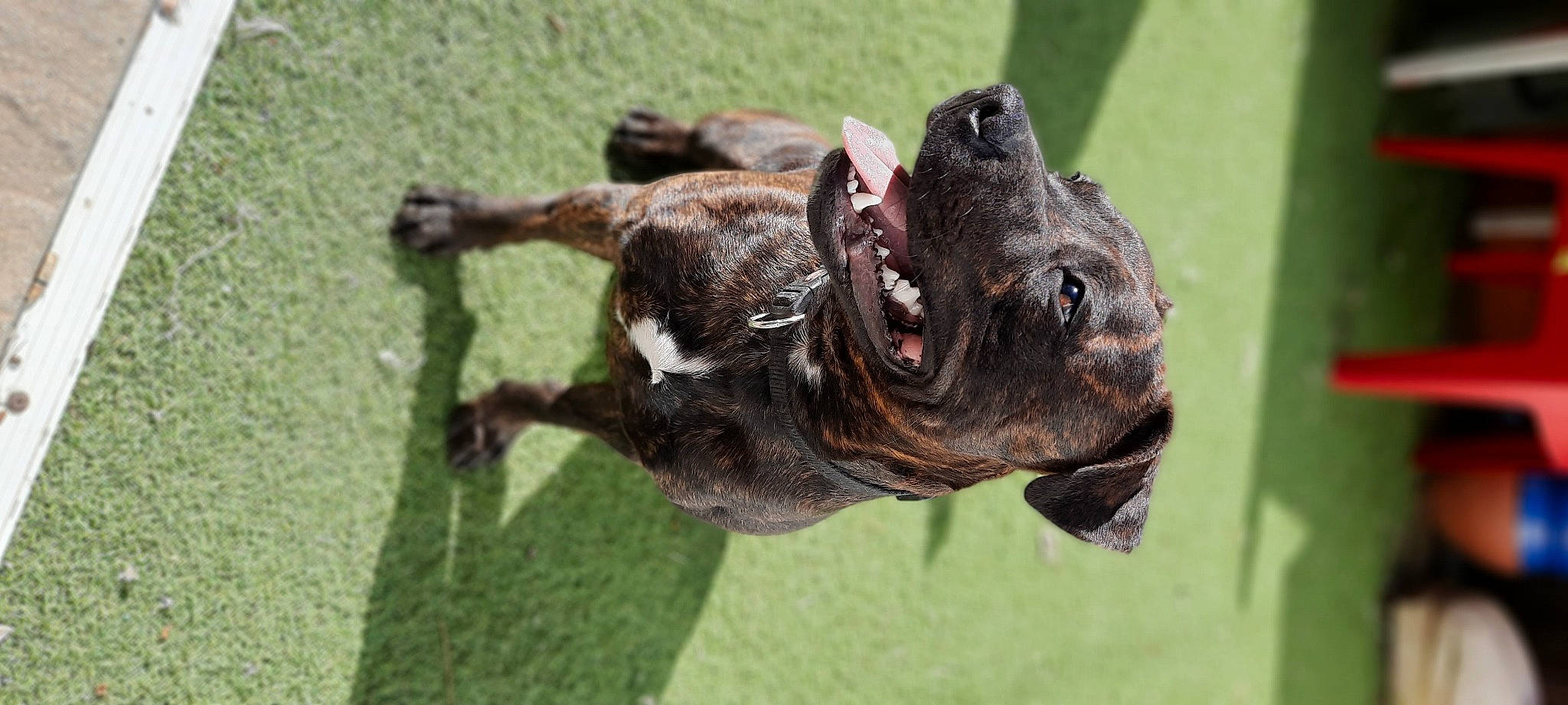River a rejoint le concours — aidez-le/la à gagner de superbes lots ! bat, canidae, dog_breed, eye, fawn, grass, liver, macro_photography, plant, snout, sporting_group, tail, terrestrial_animal, tree, wildlife, wood, working_animal