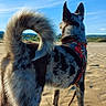 dog, beach, sand, blue_sky, outdoor, leash, harness, animal, pet, canine, standing, shadow, daylight, fur, tail, alert, nature, sunlight, landscape, scenic
