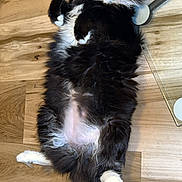 Flower joined the competition — help win amazing prizes! cat, black_cat, white_paws, fluffy_fur, lying_down, wooden_floor, indoor, pet, relaxed, belly_up, tail, whiskers, fur, animal, cute, mischievous, domestic_cat, feline, resting, cozy