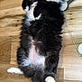cat, black_cat, white_paws, fluffy_fur, lying_down, wooden_floor, indoor, pet, relaxed, belly_up, tail, whiskers, fur, animal, cute, mischievous, domestic_cat, feline, resting, cozy