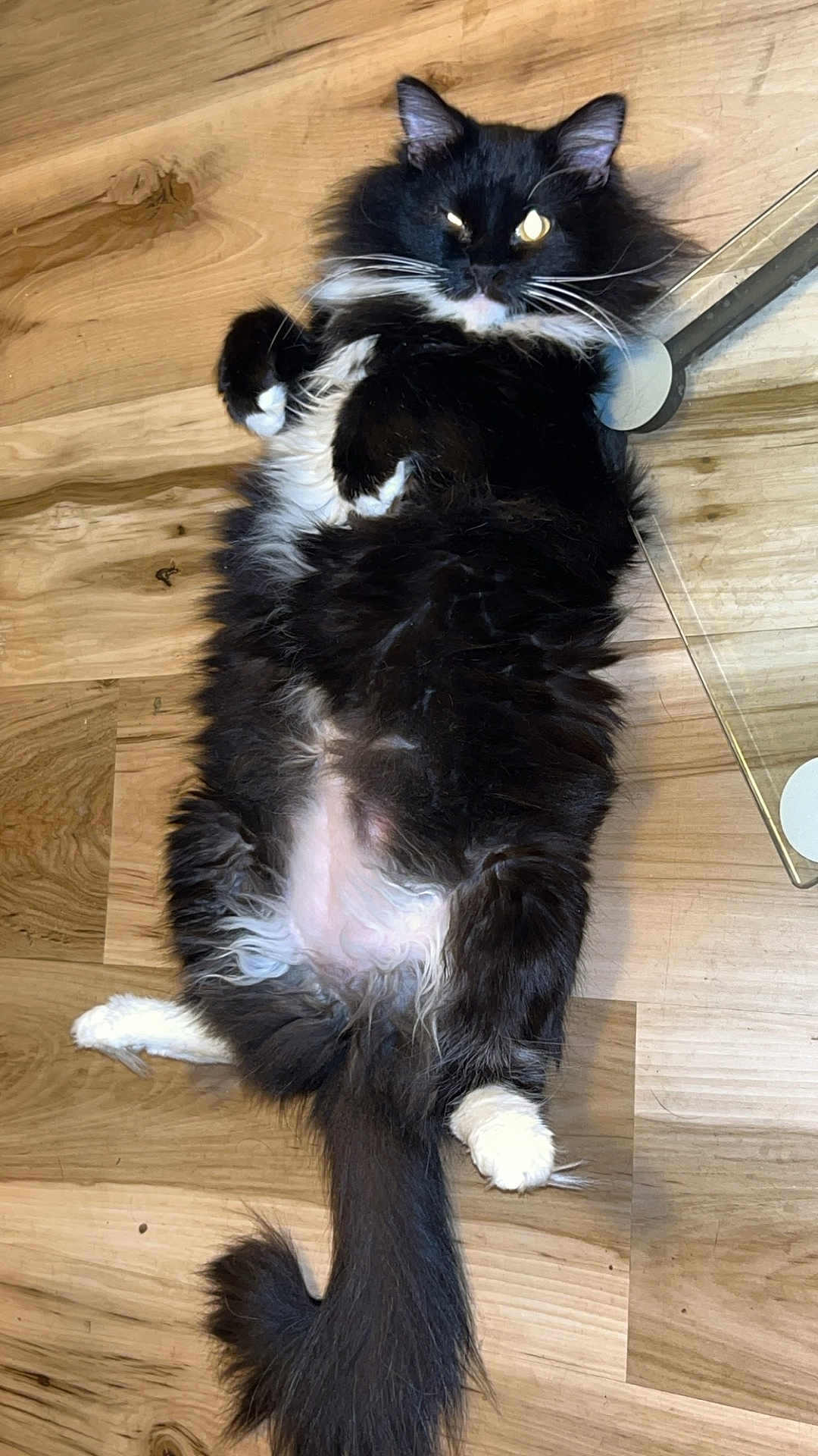 Flower joined the competition — help win amazing prizes! cat, black_cat, white_paws, fluffy_fur, lying_down, wooden_floor, indoor, pet, relaxed, belly_up, tail, whiskers, fur, animal, cute, mischievous, domestic_cat, feline, resting, cozy