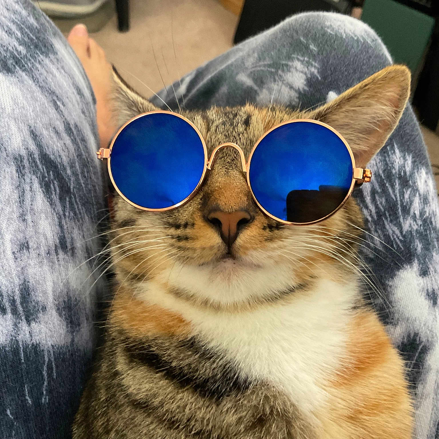 Cosmos joined the competition — help win amazing prizes! carnivore, cat, domestic_short_haired_cat, electric_blue, eyewear, fashion_accessory, fawn, felidae, fur, glasses, goggles, pattern, paw, small_to_medium_sized_cats, snout, sunglasses, tail, textile, vision_care, whiskers