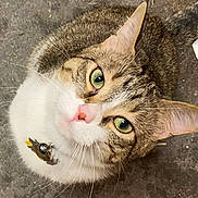 Lil Jerry joined the competition — help win amazing prizes! animal, cat, close_up, collar, curious, cute, domestic_cat, face, feline, floor, green_eyes, indoor, looking_up, mammal, pet, pink_nose, portrait, tabby, whiskers, white_fur