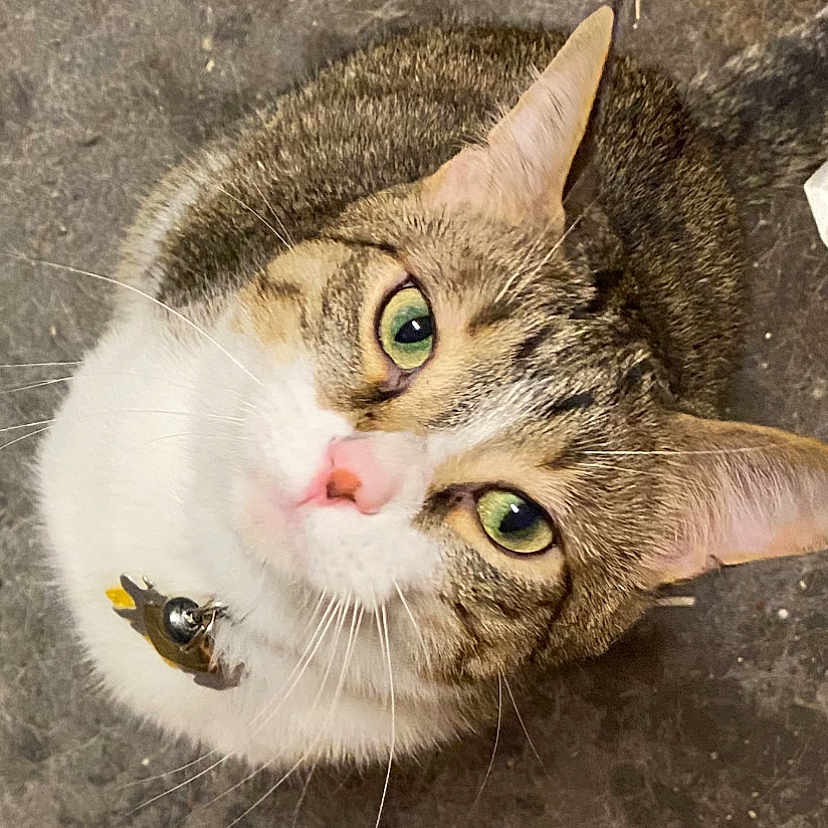 Lil Jerry joined the competition — help win amazing prizes! animal, cat, close_up, collar, curious, cute, domestic_cat, face, feline, floor, green_eyes, indoor, looking_up, mammal, pet, pink_nose, portrait, tabby, whiskers, white_fur