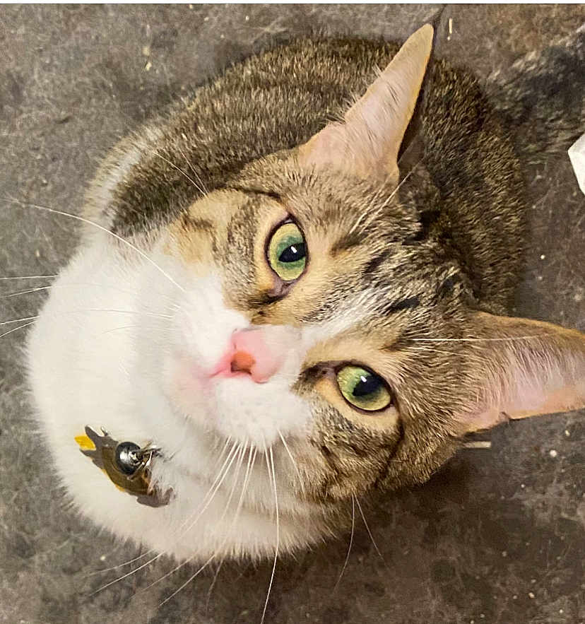 Lil Jerry joined the competition — help win amazing prizes! animal, cat, close_up, collar, curious, cute, domestic_cat, face, feline, floor, green_eyes, indoor, looking_up, mammal, pet, pink_nose, portrait, tabby, whiskers, white_fur