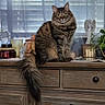 angel_figurine, animal, brown, cat, cozy, curious, domestic, feline, fluffy, fur, home_decor, indoor, pet, plant, sitting, striped, tabby, tail, window_blinds, wooden_dresser