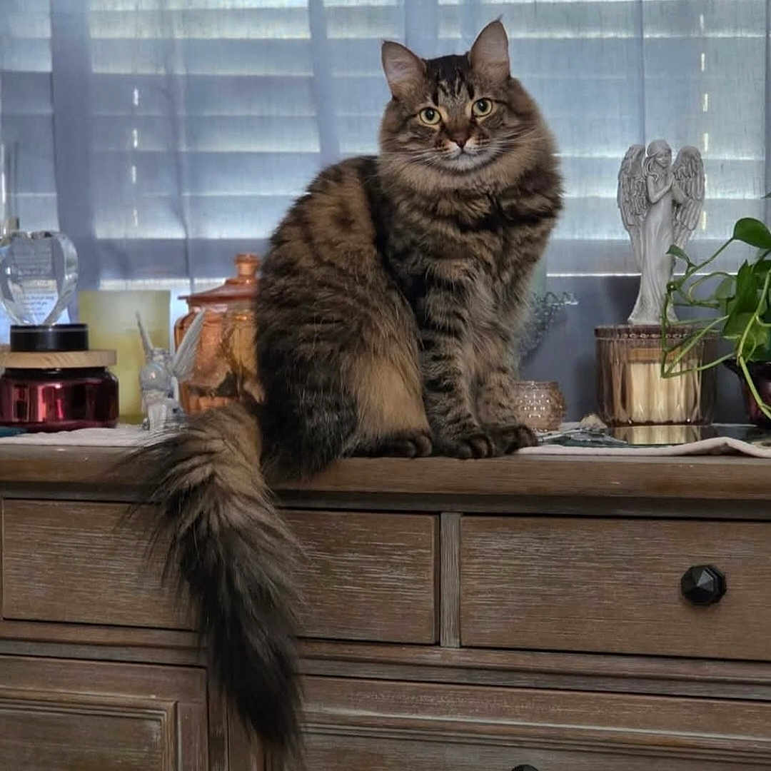 Luna joined the competition — help win amazing prizes! angel_figurine, animal, brown, cat, cozy, curious, domestic, feline, fluffy, fur, home_decor, indoor, pet, plant, sitting, striped, tabby, tail, window_blinds, wooden_dresser