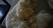 Nemo joined the competition — help win amazing prizes! cat, fluffy, sleeping, couch, indoor, pet, feline, resting, fur, cozy, animal, relaxing, home, nap, curled_up, soft, cute, domestic, quiet, comfort