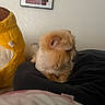 Nemo joined the competition — help win amazing prizes! cat, fluffy, lion_cut, cushion, plush_toy, yellow, indoor, pet, fur, looking_away, resting, cozy, animal, soft, home, wall_art, portrait, feline, cute, relaxed