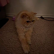 Nemo is registered to the contest to win money with this photo: cat, orange_cat, fluffy, carpet, indoor, pet, stretching, flat_face, feline, animal, cute, domestic, floor, paws, relaxed, home, mammal, fur, whiskers, quiet
