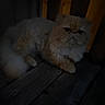 Nemo is registered to the contest to win money with this photo: cat, fluffy, wooden_floor, dim_light, pet, animal, indoor, feline, fur, resting, dark, shadow, quiet, mysterious, cute, companion, household, calm, portrait, still