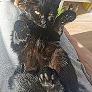 Mew participe au concours pour gagner de l'argent avec cette photo : cat, black_cat, pet, indoor, sunlight, paw, whiskers, yellow_eyes, fur, lap, human_leg, relaxed, close_up, cozy, wood_floor, shelf, bottle, snack_pack, morning_light, household_item