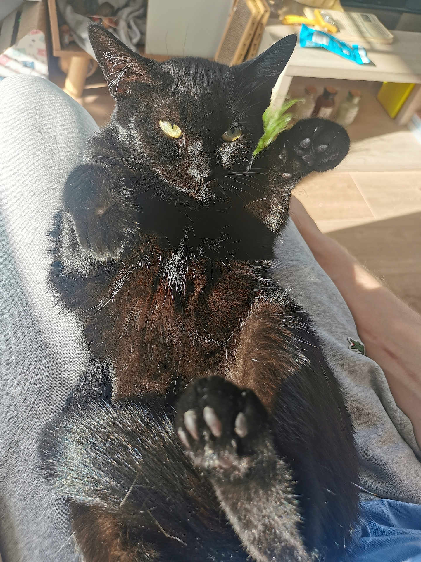 Mew participe au concours pour gagner de l'argent avec cette photo : cat, black_cat, pet, indoor, sunlight, paw, whiskers, yellow_eyes, fur, lap, human_leg, relaxed, close_up, cozy, wood_floor, shelf, bottle, snack_pack, morning_light, household_item