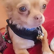 Goldie participe au concours pour gagner de l'argent avec cette photo : dog, chihuahua, small_dog, pet, close_up, paws, harness, bells, cushion, indoor, tan_color, cute, animal, resting, ears, eyes, fur, companion, domestic_animal, portrait