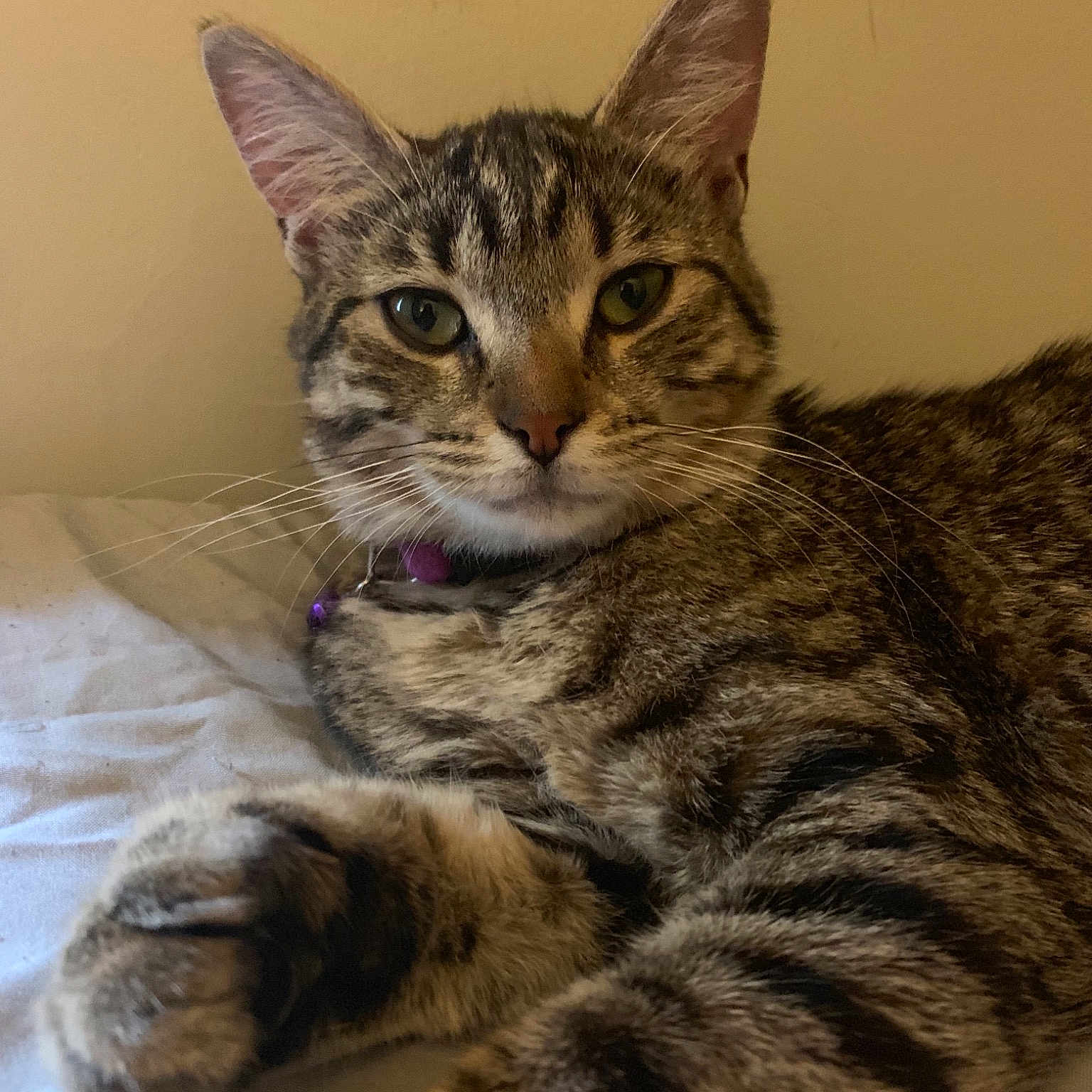 Eleanor joined the competition — help win amazing prizes! aegean_cat, american_shorthair, american_wirehair, asian, australian_mist, california_spangled, carnivore, cat, domestic_short_haired_cat, dragon_li, egyptian_mau, european_shorthair, felidae, kitten, mammal, pixie_bob, small_to_medium_sized_cats, tabby_cat, vertebrate, whiskers