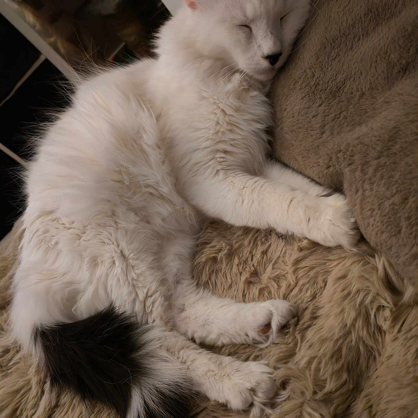 Mimosa