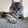 Uma De Laf a rejoint le concours — aidez-le/la à gagner de superbes lots ! cat, maine_coon, feline, pet, animal, fur, ears, paw, blanket, texture, indoor, portrait, looking, resting, whiskers, closeup, fluffy, soft, gray, calm