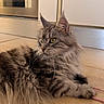 Uma De Laf participe au concours pour gagner de l'argent avec cette photo : cat, tabby, fluffy, yellow_eyes, lying_down, floor, tile_floor, indoor, kitchen, fur, pet, animal, whiskers, relaxed, domestic_cat, side_view, cute, feline, mammal, household