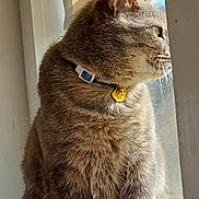 Peanut Butter is registered to the contest to win money with this photo: animal, bell, cat, collar, contemplative, cozy, cute, domestic_animal, feline, fur, gray_cat, indoor, looking_out, paws, pet, side_view, sunlight, whiskers, window, windowsill