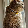 animal, bell, cat, collar, contemplative, cozy, cute, domestic_animal, feline, fur, gray_cat, indoor, looking_out, paws, pet, side_view, sunlight, whiskers, window, windowsill