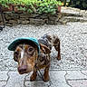 Moka a rejoint le concours — aidez-le/la à gagner de superbes lots ! dog, dachshund, cap, pet, outdoor, garden, plants, potted_plants, stone_pavement, curious, brown, spotted, small_dog, animal, canine, ears, eyes, nose, daylight, nature
