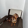 Moka a rejoint le concours — aidez-le/la à gagner de superbes lots ! dog, dachshund, merle, brown, pet, indoor, chair, furniture, blanket, curious, small_dog, looking_up, canine, domestic_animal, floor, wall, cozy, seated, head_tilt, animal