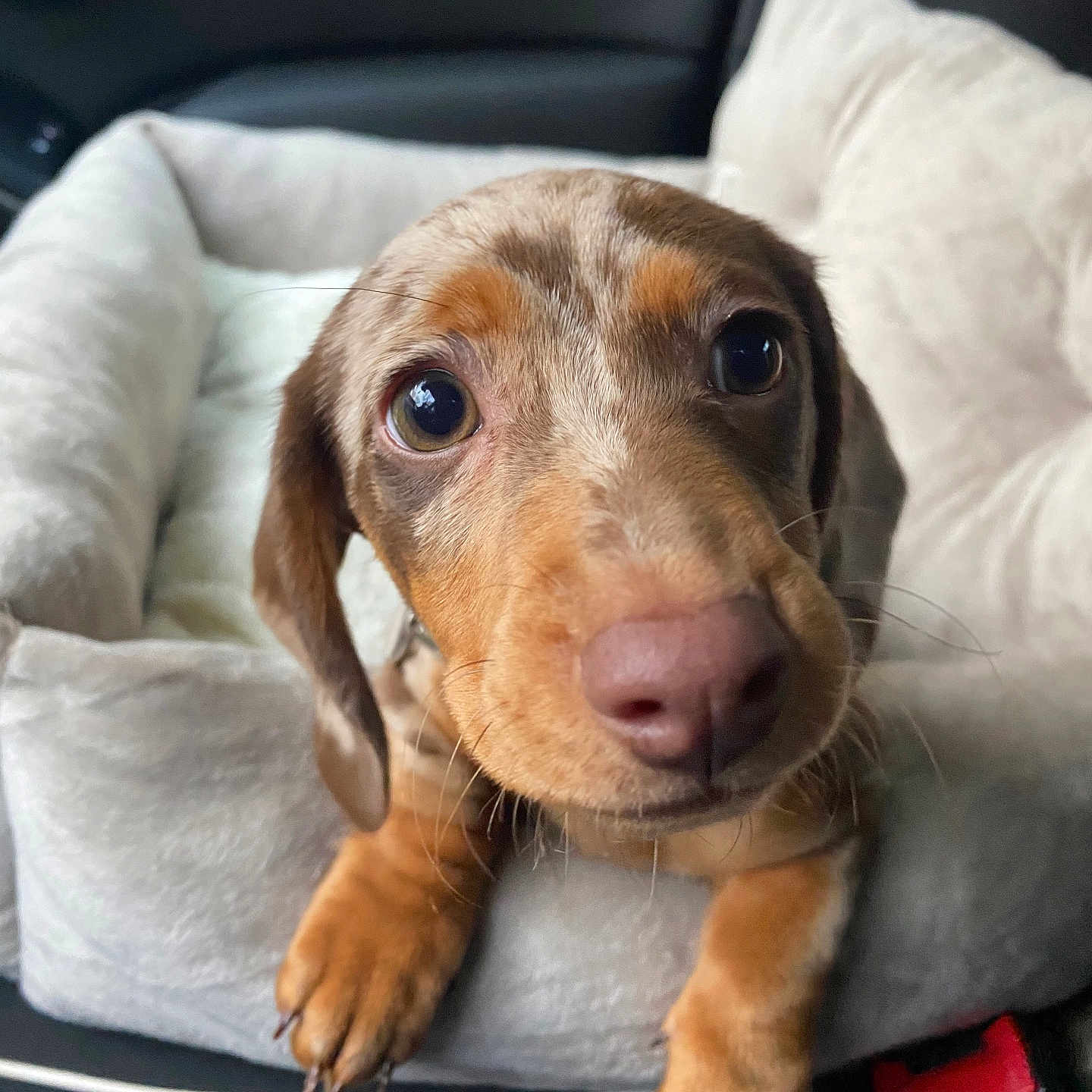Moka a rejoint le concours — aidez-le/la à gagner de superbes lots ! dog, puppy, dachshund, pet_bed, close_up, car_interior, animal, cute, nose, paws, brown_fur, eyes, curious, resting, soft_texture, cozy, indoor, seatbelt, leather_seat, portrait