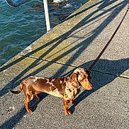 Moka a rejoint le concours — aidez-le/la à gagner de superbes lots ! dog, dachshund, leash, shadow, concrete, pier, water, waves, sunlight, outdoor, pet, animal, canine, spotted_coat, sidewalk, metal_railing, curious, daytime, walking, nature