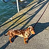 dog, dachshund, leash, shadow, concrete, pier, water, waves, sunlight, outdoor, pet, animal, canine, spotted_coat, sidewalk, metal_railing, curious, daytime, walking, nature