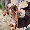 puppy, dog, person, holding, jacket, shearling, hoodie, blue_leggings, outdoor, sand, fence, brown_dog, spotted_dog, cute, pet, animal, young_dog, canine, casual_clothing, nature