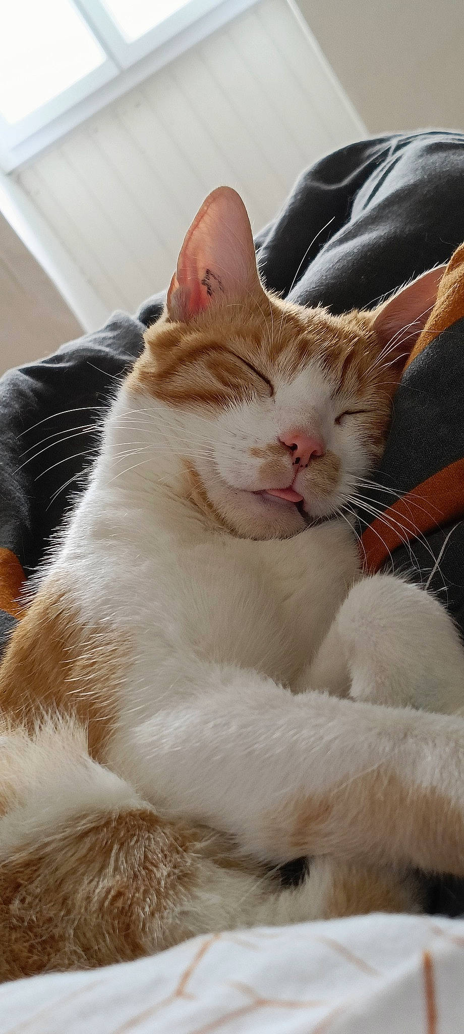 Eliot participe au concours pour gagner de l'argent avec cette photo : carnivore, cat, claw, domestic_short_haired_cat, felidae, fur, paw, small_to_medium_sized_cats, tail, terrestrial_animal, whiskers