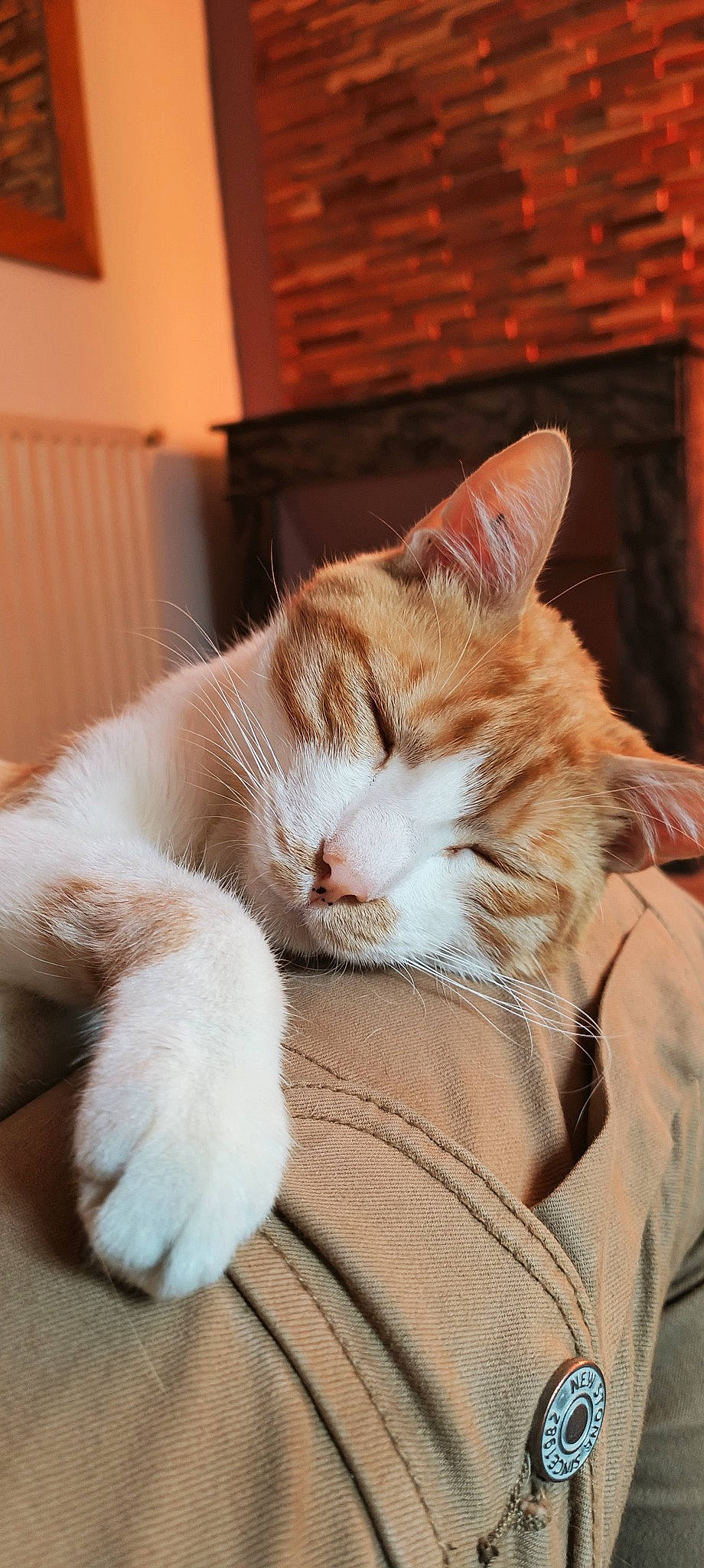 Eliot a rejoint le concours — aidez-le/la à gagner de superbes lots ! carnivore, cat, claw, comfort, domestic_short_haired_cat, ear, eye, fawn, felidae, foot, fur, head, human_leg, leg, nap, paw, small_to_medium_sized_cats, snout, tail, whiskers