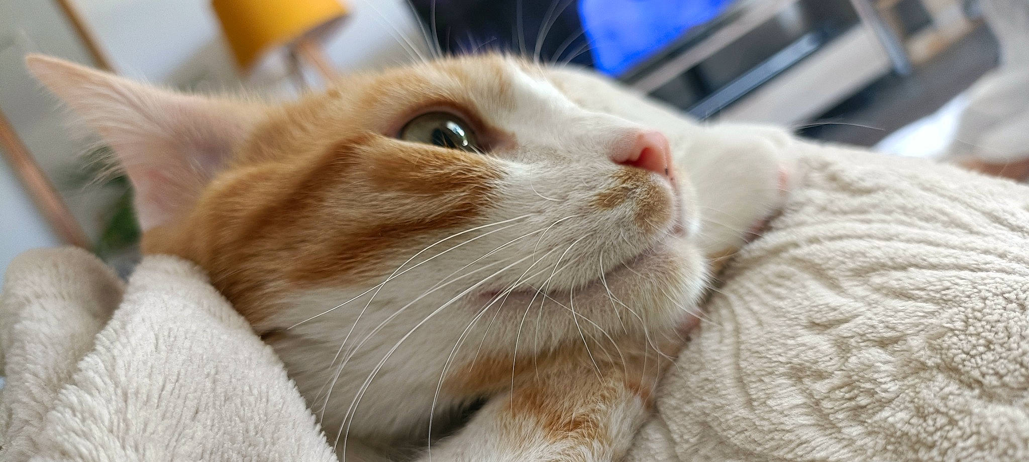 Eliot participe au concours pour gagner de l'argent avec cette photo : carnivore, cat, claw, close_up, comfort, domestic_short_haired_cat, ear, eye, fawn, felidae, fur, head, paw, small_to_medium_sized_cats, snout, whiskers